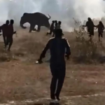 Elephant Rampage in Jharkhand Leaves 22 Dead, Forest Department on High Alert