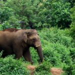 Man killed in wild elephant attack at Aralam farm in Kerala’s Kannur