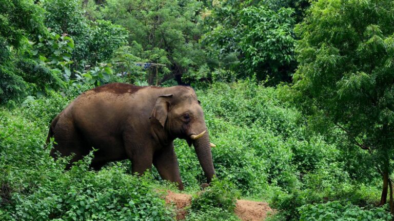 Man killed in wild elephant attack at Aralam farm in Kerala’s Kannur