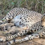 Three new cubs born to Cheetah Gamini in M.P.'s Kuno Park; India's count rises to 38