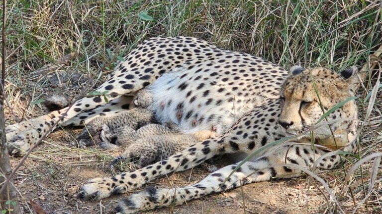 Three new cubs born to Cheetah Gamini in M.P.'s Kuno Park; India's count rises to 38