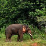 Jharkhand: Wild elephant enters Ranchi, triggering panic among locals