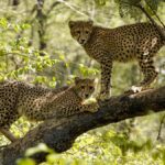 Kuno National Park to receive eight cheetahs from Botswana on February 28