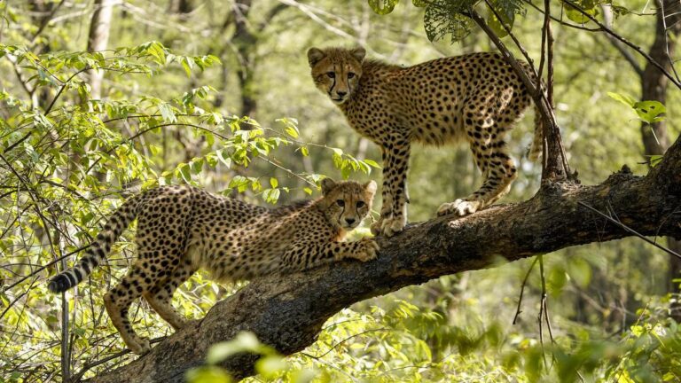 Kuno National Park to receive eight cheetahs from Botswana on February 28