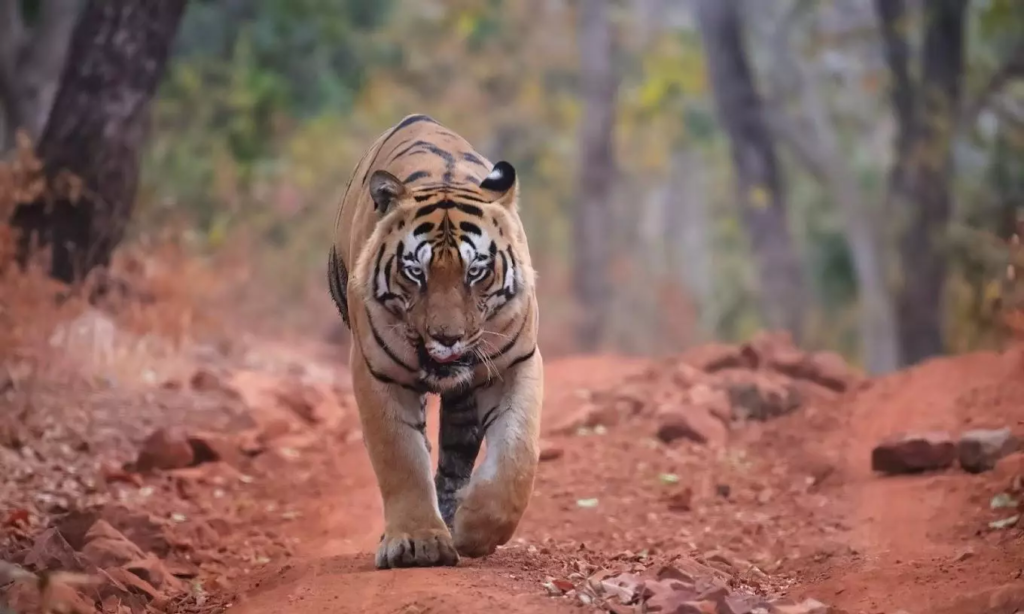 Tadoba Tiger Travels 650 km Across Three States, Safely Tranquilised in Andhra Pradesh