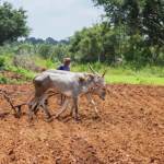 Opposition Attacks Centre Over India US Trade Deal, Government Says Farmers Are Safe