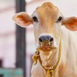 India’s First National Cow Culture Museum to be Established in Mathura: A Landmark Fusion of Vedic Tradition and Modern Bovine Science