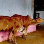 UP govt to honour contributors to cow protection; CM Yogi Adityanath orders fodder banks in all shelters| India News