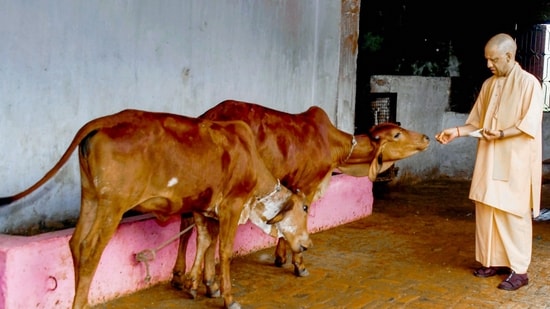 UP govt to honour contributors to cow protection; CM Yogi Adityanath orders fodder banks in all shelters| India News