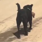 Dog saves life of a child fighting with a wild boar In Alipurduar