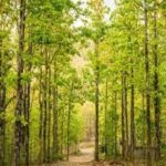 Over 17,000 Sal trees to be felled in Uttarakhand’s Dehradun and Kalsi to contain beetle attack| India News