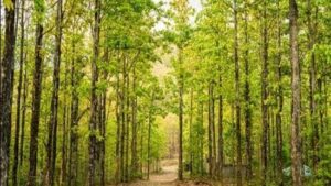 Over 17,000 Sal trees to be felled in Uttarakhand’s Dehradun and Kalsi to contain beetle attack| India News