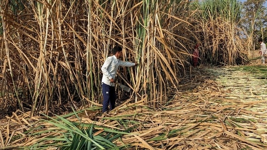 Unseasonal rain, hailstorms damage harvest-ready crops across states; Centre holds review| India News
