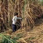 Unseasonal rain, hailstorms damage harvest-ready crops across states; Centre holds review| India News