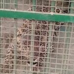 18-year-old battles leopard with bare hands, kills it using stones in Himachal village| India News