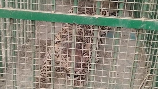 18-year-old battles leopard with bare hands, kills it using stones in Himachal village| India News