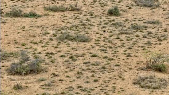 Gujarat: Great Indian Bustard chick sighted in wild for 1st time in decade| India News