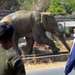 Coffee grower trampled to death in elephant attack in Karnataka's Madikeri| India News