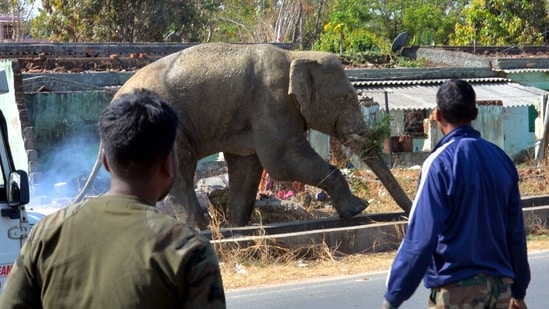 Coffee grower trampled to death in elephant attack in Karnataka's Madikeri| India News