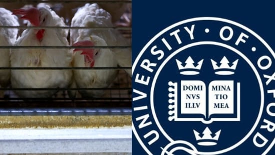 Once without money for clothes, Indian farmer gets invite for Oxford address after poultry business boom| India News