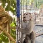 Monkey found with arrow stuck in back: Poaching attempt suspected in Mumbai-Thane national park SGNP| India News