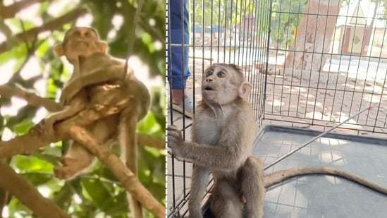 Monkey found with arrow stuck in back: Poaching attempt suspected in Mumbai-Thane national park SGNP| India News