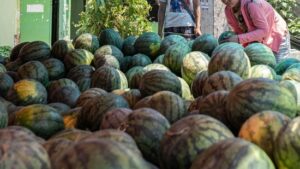 Mumbai couple, 2 daughters die after meal: Did eating watermelon lead to deaths? Probe on