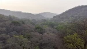 Digitally map forest limits: Govt to states| India News