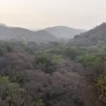 Digitally map forest limits: Govt to states| India News