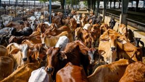 Gujarat allocates ₹60 cr to convert organic waste, including cow dung, into biogas fuel| India News