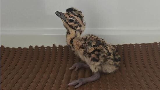 Rajasthan: 3 Great Indian Bustards born naturally; experts cite reduced stress| India News