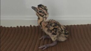 Rajasthan: 3 Great Indian Bustards born naturally; experts cite reduced stress| India News