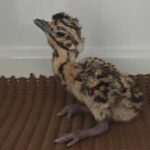 Rajasthan: 3 Great Indian Bustards born naturally; experts cite reduced stress| India News