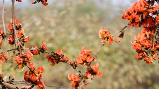 Three new rove beetle species discovered in Arunachal forests| India News