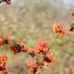 Three new rove beetle species discovered in Arunachal forests| India News