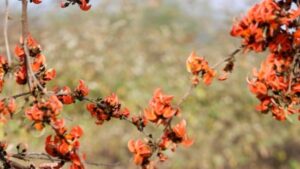 Three new rove beetle species discovered in Arunachal forests| India News