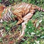 Tiger found dead in Goa’s forest with teeth, nails missing; poaching suspected