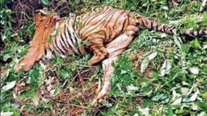 Tiger found dead in Goa’s forest with teeth, nails missing; poaching suspected