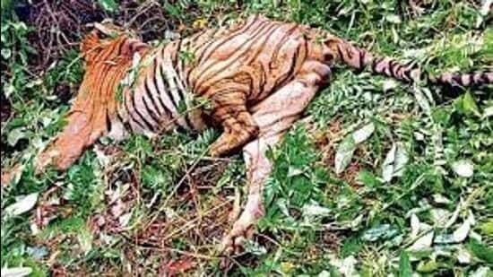 Tiger found dead in Goa’s forest with teeth, nails missing; poaching suspected