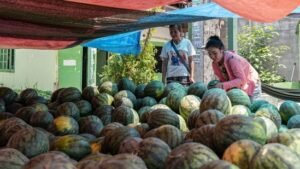 Watermelon deaths mystery deepens after rat poison bottle is found