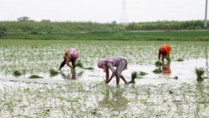 Telangana oppn slams Congress govt as 4 farmers die in shed collapse incidents