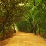 Deforestation at Sonajhuri in Santiniketan