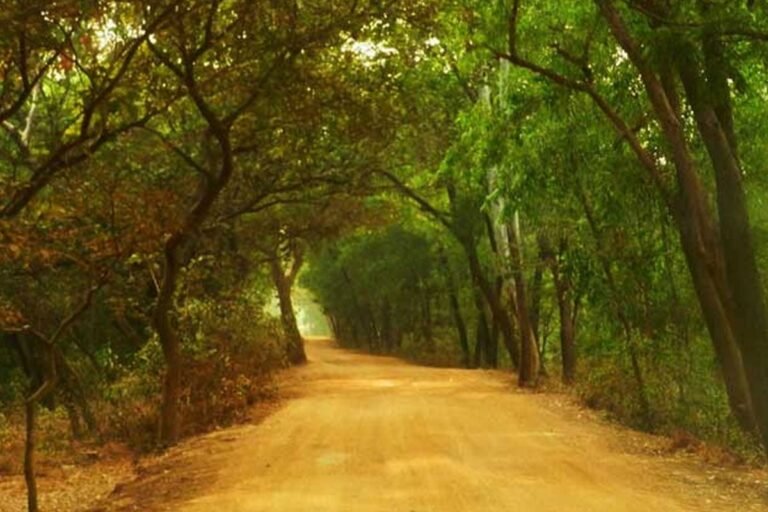 Deforestation at Sonajhuri in Santiniketan